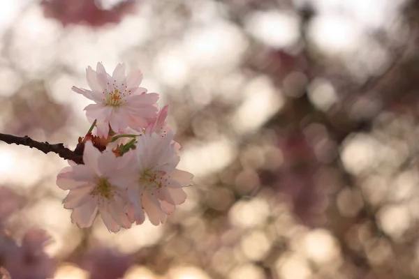 Sakura flor de cerezo (Prunus serrulata ) —  Fotos de Stock