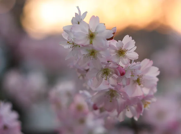 Sakura flor de cerezo (Prunus serrulata ) — Foto de Stock