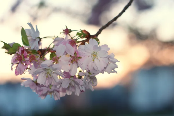 Sakura-Kirschblüte (Prunus serrulata)) — Stockfoto