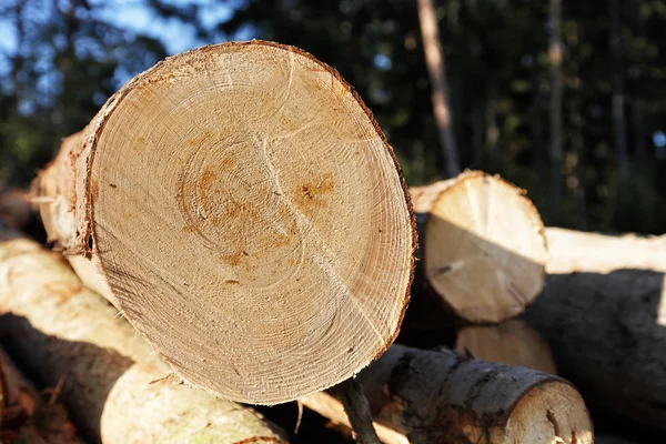 Montón de madera en el borde del bosque — Foto de Stock