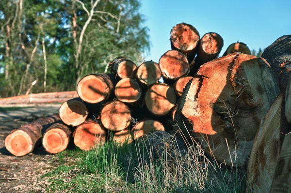 Montón de madera en el borde del bosque — Foto de Stock