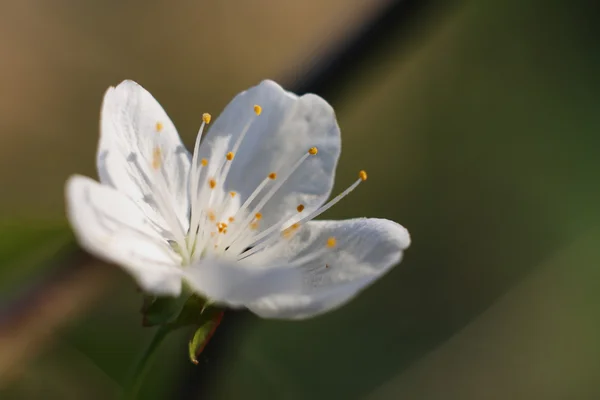 苹果树花春天树花 — 图库照片