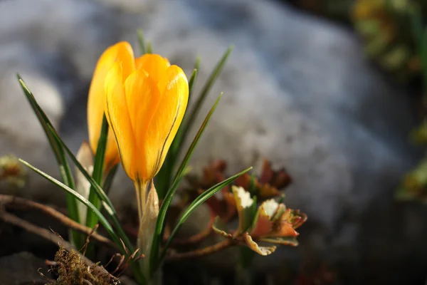 Κρόκος yelow λουλούδι άνοιξη στον κήπο — Φωτογραφία Αρχείου