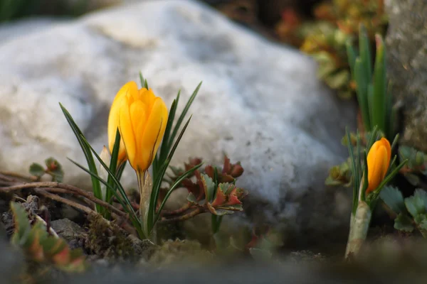 Κρόκος yelow λουλούδι άνοιξη στον κήπο — Φωτογραφία Αρχείου