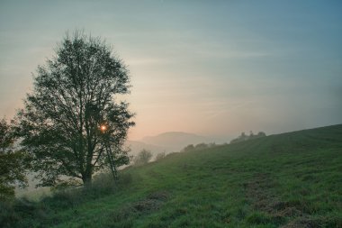 Lonely tree on meadow in mornig in sunrise with fog clipart