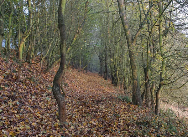 Prachtige ochtend in het herfstbos — Stockfoto