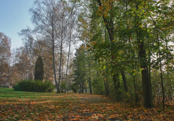 Herfst park in laatste zonnige dag — Stockfoto