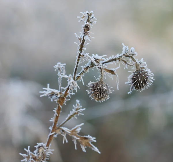 Gefrorene Blume im Dezembersonnenmorgen — Stockfoto