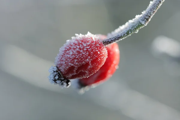 Cuisse de rose sauvage congelée en décembre matin ensoleillée — Photo