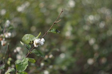 Symphoricarpos albus - snowberry 