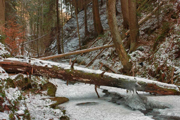 Damaged fallen tree on creek in valley in winter after strong st — Stock Photo, Image