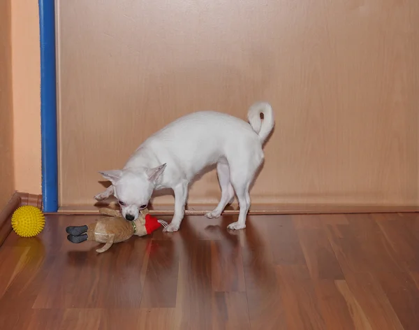Chihuahua célèbre Noël et joue avec leur nouveau cadeau — Photo