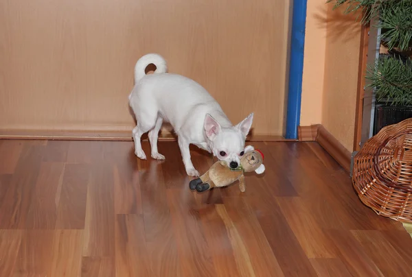 Chihuahua célèbre Noël et joue avec leur nouveau cadeau — Photo