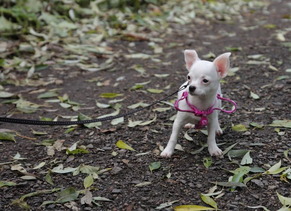 Chihuahua sonbahar ormandaki beyaz köpek yavrusu — Stok fotoğraf