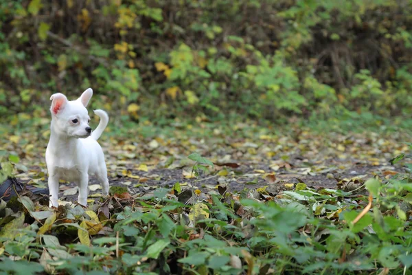 Cãozinho branco de chihuahua na floresta de outono — Fotografia de Stock