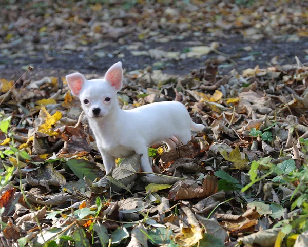 Cachorro blanco de chihuahua en bosque otoñal — Foto de Stock