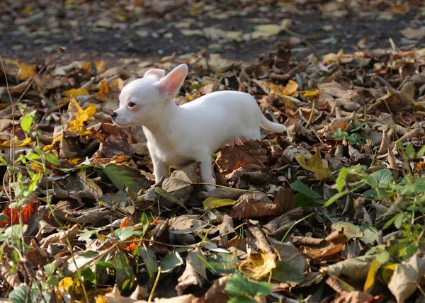 Cãozinho branco de chihuahua na floresta de outono — Fotografia de Stock