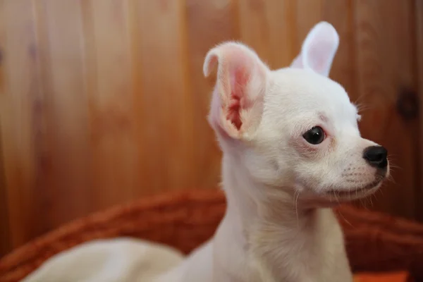 Cachorro blanco de chihuahua en cesta — Foto de Stock