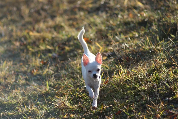 Chihuahua sonbahar çayırda beyaz köpek yavrusu — Stok fotoğraf