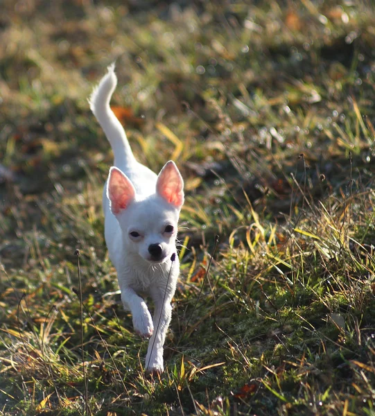 Cachorro blanco de chihuahua en bosque otoñal — Foto de Stock