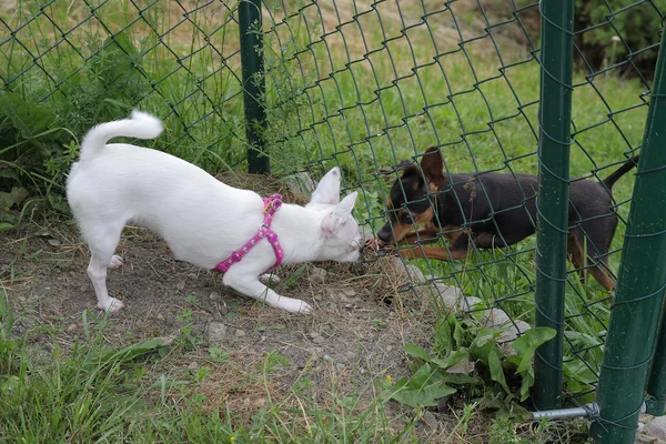 Weißer Chihuahua und Prager Ratter in der Nähe des Zauns — Stockfoto