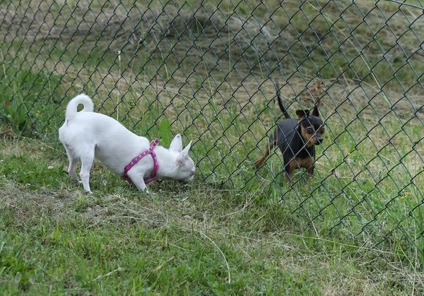 Chihuahua blanc et Prague Ratter près de la clôture — Photo