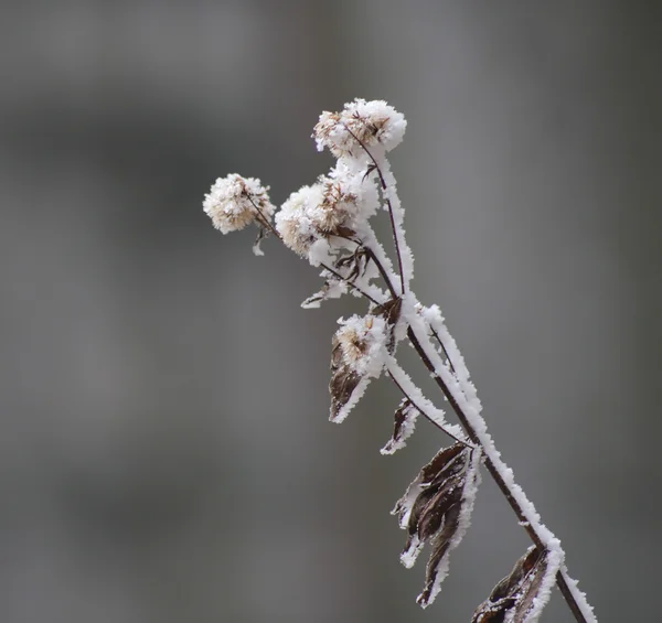 Gefrorene Blume im Dezembersonnenmorgen — Stockfoto