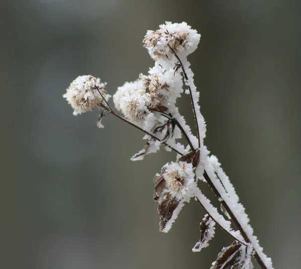 Gefrorene Blume im Dezembersonnenmorgen — Stockfoto