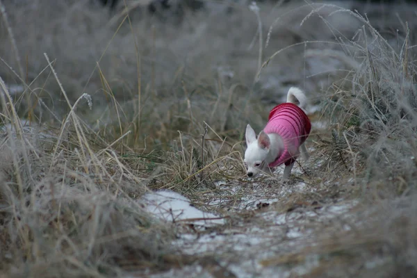 Chiot blanc de chihuahua dans la forêt d'hiver — Photo