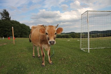 Futbol hedefi arasında bir yaz mera üzerinde otlatma inekler 