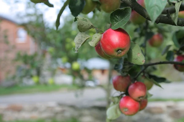 Red apples grows on branch in garden near house — Stock Photo, Image