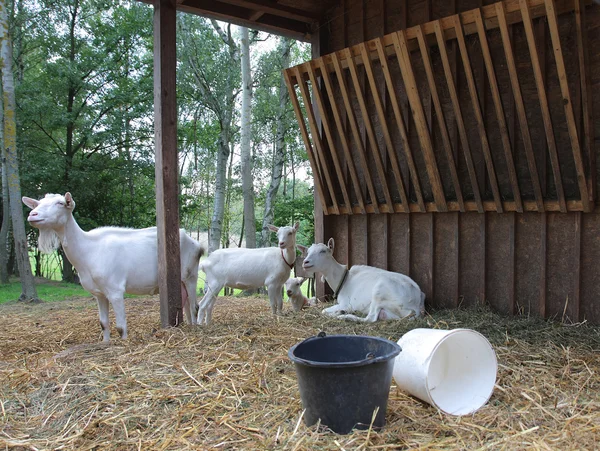 Goats in wooden stockyard — Stock Photo, Image