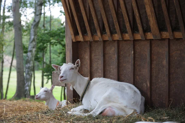 Goats in wooden stockyard — Stock Photo, Image