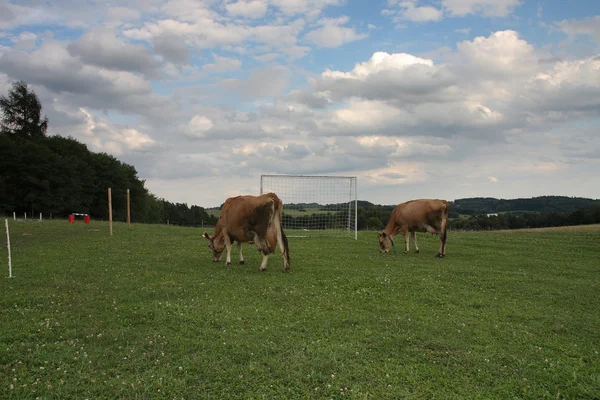 Cows grazing on a summer pasture betwen football goal — Stock Photo, Image