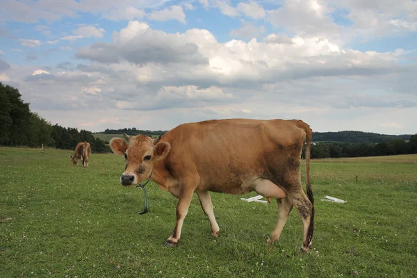 Krowy pasące się na letnie pastwiska — Zdjęcie stockowe