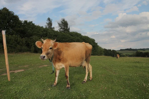 Vacas pastando en un pasto de verano — Foto de Stock