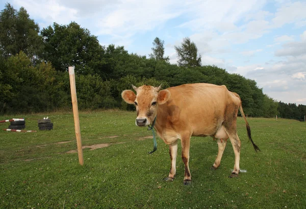 Vacas pastando en un pasto de verano — Foto de Stock