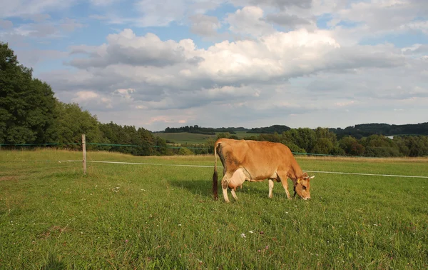 Pastoreo de vacas en un pastizal de verano — Foto de Stock