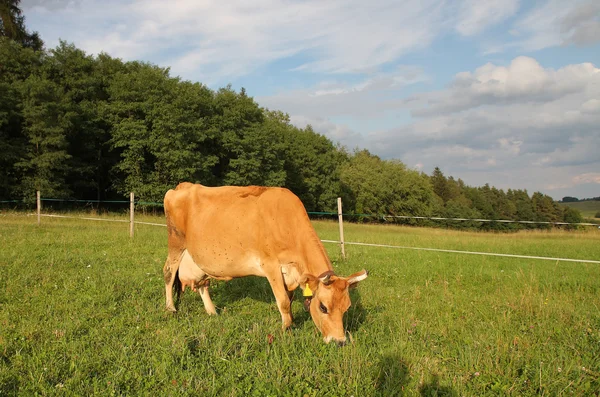 Jersey-Kuh weidet auf einer Sommerweide — Stockfoto