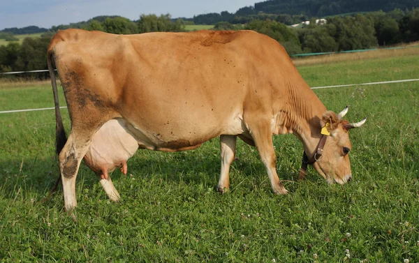 Jersey gravid cow grazing on a summer pasture — Stock Photo, Image