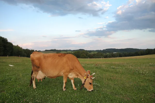 Jersey cows grazing on a summer pasture — Stock Photo, Image