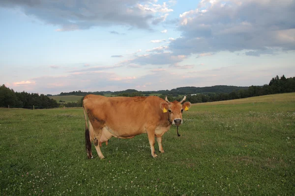Krów Jersey wypasu na pastwiskach, lato — Zdjęcie stockowe