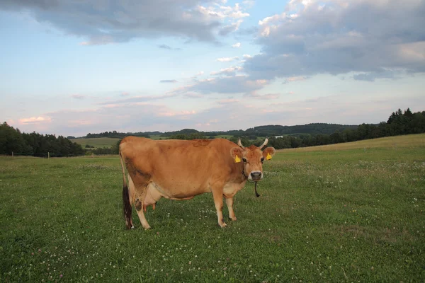 Jersey cows grazing on a summer pasture — Stock Photo, Image