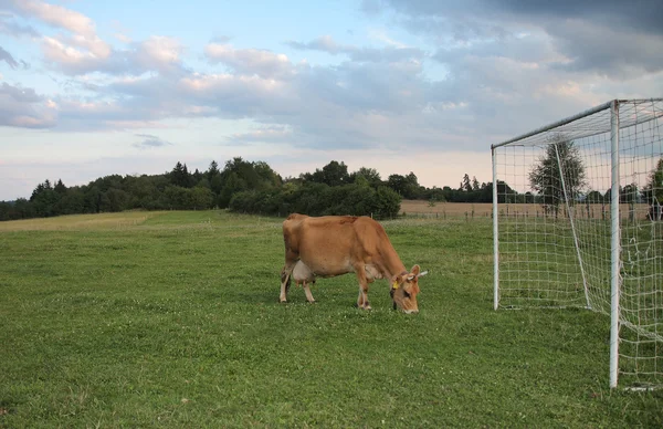 Jersey vacas pastando en un pasto de verano entre gol de fútbol — Foto de Stock