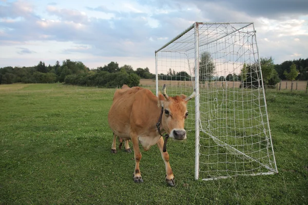 Vacas pastando en un pasto de verano entre gol de fútbol — Foto de Stock