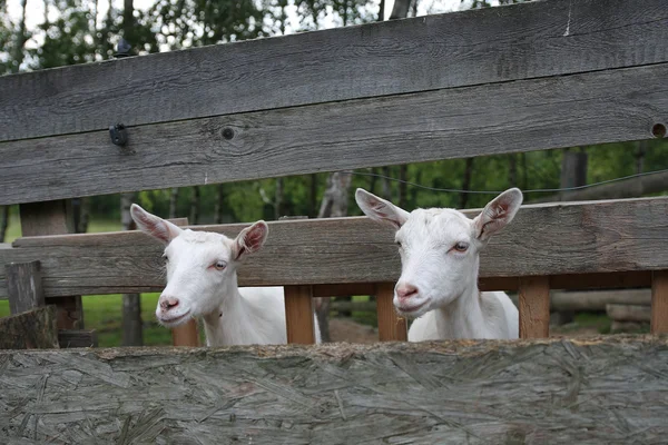 Goats in wooden stockyard Stock Picture