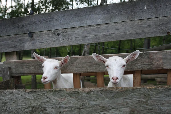 Goats in wooden stockyard Stock Image