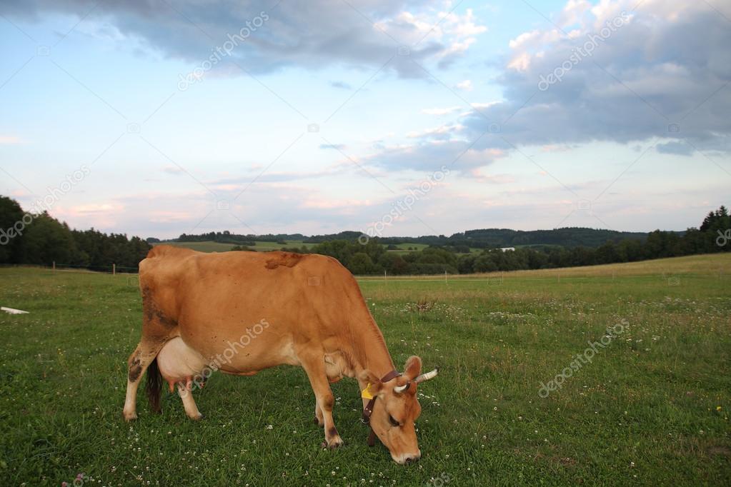 Jersey cows grazing on a summer pasture 