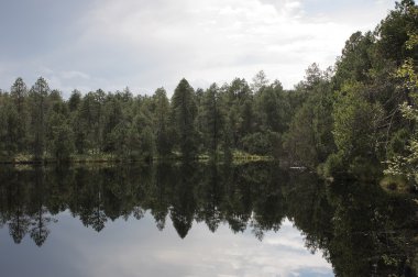 Orman ağaçları ve gökyüzünün yansıması ile gölde