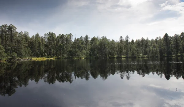 Lago nella foresta con riflesso di alberi e cielo — Foto Stock